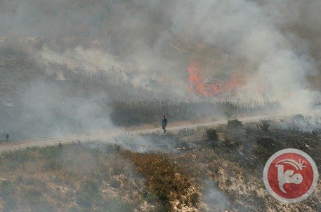 Les colons ont brûlé 300 oliviers près de Naplouse